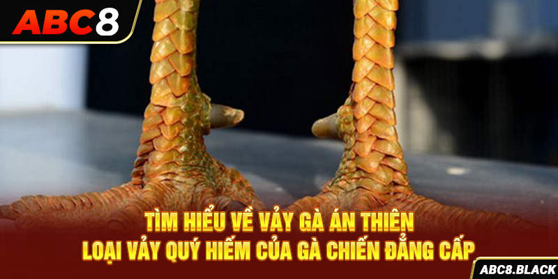 Tìm Hiểu Về Vảy gà Án Thiên – Loại Vảy Quý Hiếm Của Gà Chiến Đẳng Cấp